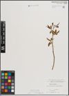 Foto von Salix fragilis L.